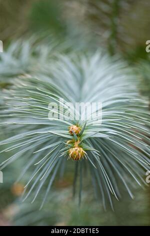 Weißnadeltanne (Cunninghamia lanceolata Glauca). Auch Blue china FIR genannt Stockfoto