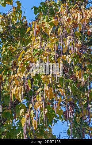 Nördlicher Catalpa (Catalpa speciosa). Auch Hardy Catalpa, Western Catalpa, Zigarrenbaum und Catawba-Baum genannt Stockfoto