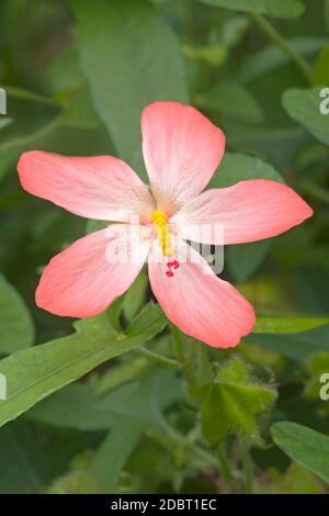 Abelmosk (Abelmoschus moschatus). Jährliche Hibiskus, Bamia Moschata, Muskdana, Musk Malow, Musk okra, Ornamental okra, Yorka okra und tropisches j genannt Stockfoto