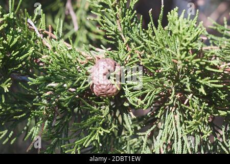 Wacholder - apple Rostpilz (Gymnosporangium juniperi - virginianae). Zeder genannt - apple Rost auch. Stockfoto