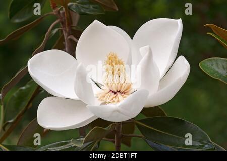 Südliche Magnolie (Magnolia grandiflora). Auch Evegrün Magnolia, Bull Bay, Bullbay Magnolia, Laurel Magnolia und Loblly Magnolia genannt Stockfoto