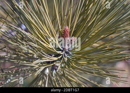 Gelb-Kiefer (Pinus Ponderosa). Bull-Kiefer, Blackjack Kiefer und Western Yellow Pine auch genannt Stockfoto