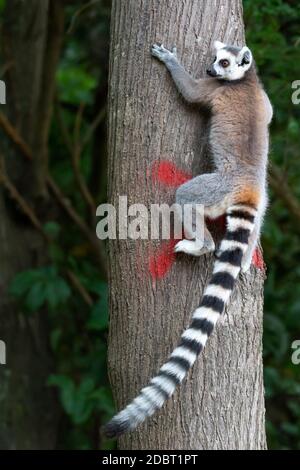 Ein Ringschwanz-Lemur klettert auf einen Baumstamm Stockfoto