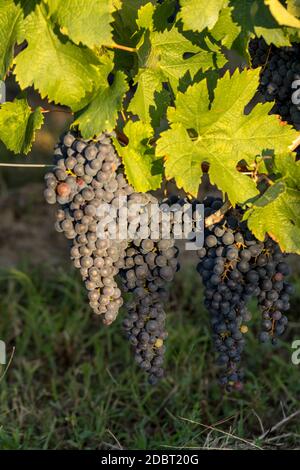 Nahaufnahme von roten Merlot Trauben im Weinberg. St Emilion, Gironde, Aquitaine. Frankreich Stockfoto