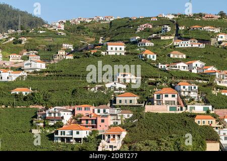 Blick über die Weinberge der Madeira Wine Company, Estreito de Camara de Lobos, Madeira, Portugal Stockfoto