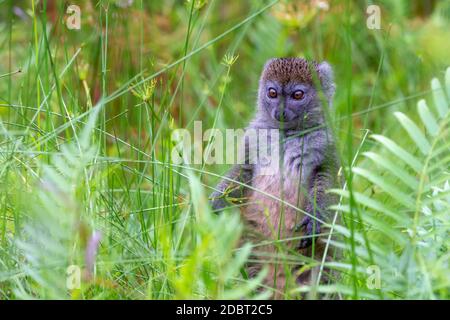 Ein Bambuslemur zwischen dem hohen Gras sieht neugierig aus Stockfoto