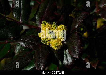 Blühende Mahonie Oregon Grape Berberis Aquifolium Pursh Stockfoto