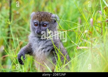 Ein Bambuslemur zwischen dem hohen Gras sieht neugierig aus Stockfoto