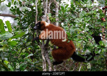 Ein roter Vari Lemur sitzt auf einem Ast eines Baumes Stockfoto