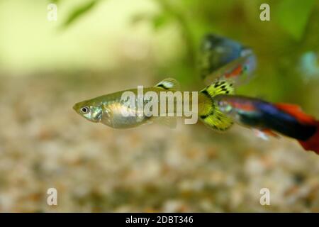 Eine weibliche und eine männliche Guppy (Poecilia reticulata) Stockfoto