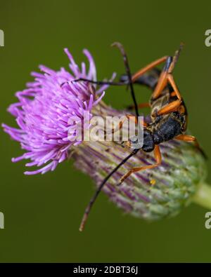 Bartkäfer Leptura auf einer Kleeblüte, Nahaufnahme Stockfoto