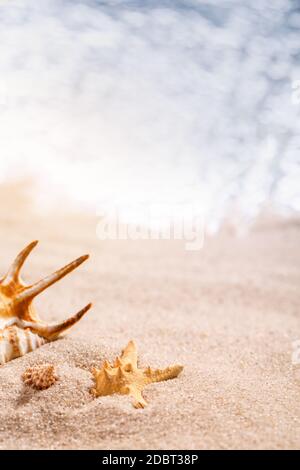 Wunderschöne Muscheln liegen im Sand an einem sonnigen Strand. Verschwommenes Meer im Hintergrund. Urlaub, Meer, Reisekonzept. Ort für Text, Nahaufnahme. Stockfoto