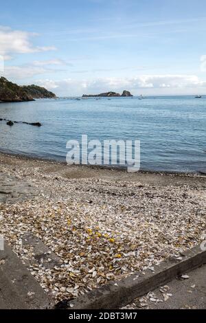 Tausende von leeren Schalen von gegessen Austern auf Meeresboden in Cancale, berühmt für Auster Betriebe verworfen. Bretagne, Frankreich Stockfoto