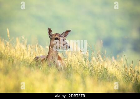 Damhirsch, Dama dama liegt im Sommer auf dem Feld. Ruhige weibliche Tier ruht im Gras mit verschwommenem Hintergrund. Wilde Säugetiere beobachten auf Stockfoto