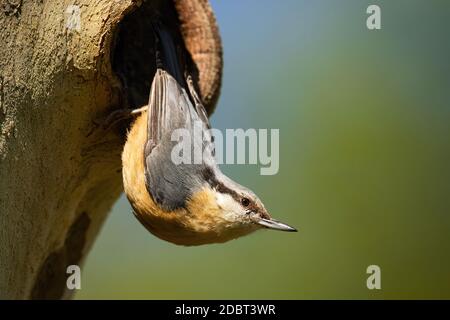 Kleiner eurasischer Nuthatch, sitta europaea, im Sommer auf Baum nistend. Kleiner Vogel mit grauer Feder und gelbem Bauch. Wild winziges Tier sitzt auf tr Stockfoto