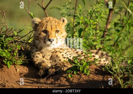 Geparden Junge liegt in Sonnenschein mit Catchlights Stockfoto