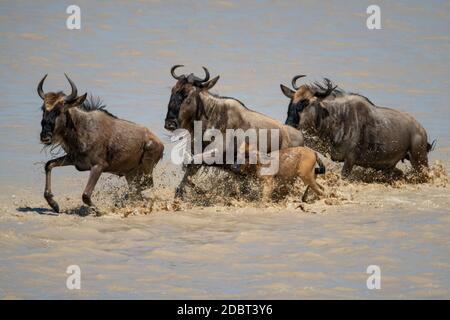 Drei blaue Gnus und Kalb überqueren Fluss Stockfoto