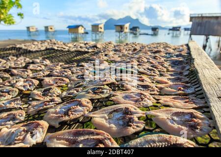 Getrockneter gesalzener Fisch im offenen Raum auf der Insel Maiga, einer Insel, die hauptsächlich vom Meer Bajau bewohnt wird. Stockfoto