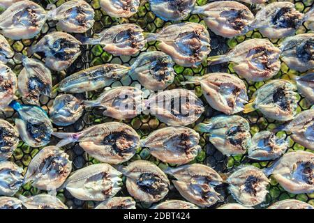 Getrockneter gesalzener Fisch im offenen Raum auf der Insel Maiga, einer Insel, die hauptsächlich vom Meer Bajau bewohnt wird. Stockfoto