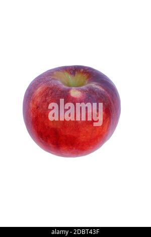 Cortland Apfel (Malus domestica Cortland). Hybrid zwischen Ben Davis und McIntosh Äpfel. Bild von Apfel isoliert auf weißem Hintergrund Stockfoto