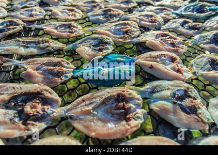 Getrockneter gesalzener Fisch im offenen Raum auf der Insel Maiga, einer Insel, die hauptsächlich vom Meer Bajau bewohnt wird. Stockfoto