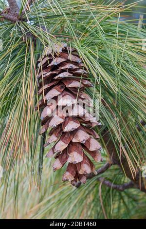 Bhutan Tannenzapfen (Pinus Wallichiana). Auch blaue Kiefer, Himalaya Tanne und Himalaya White Pine genannt. Eine weitere wissenschaftliche Namen sind Pinus Griffithii ein Stockfoto