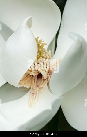 Südliche Magnolie (Magnolia grandiflora). Auch Evegrün Magnolia, Bull Bay, Bullbay Magnolia, Laurel Magnolia und Loblly Magnolia genannt Stockfoto