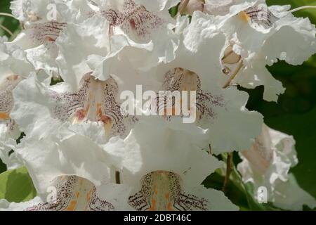 Nördlicher Catalpa (Catalpa speciosa). Auch Hardy Catalpa, Western Catalpa, Zigarrenbaum und Catawba-Baum genannt Stockfoto