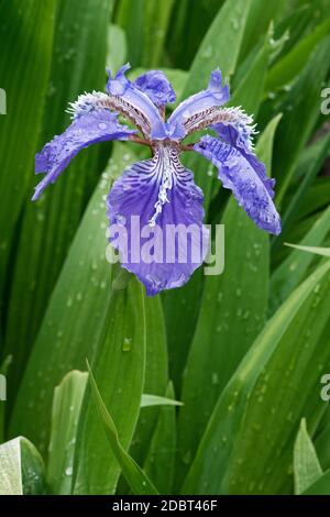 Dach-Iris (Iris Tectorum). Iris japanische Dach und Wand Iris auch genannt Stockfoto