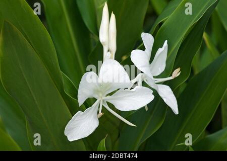 Weiße Ingwerlilie (Hedychium coronarium). Auch Weiße Girlande-Lilie genannt Stockfoto