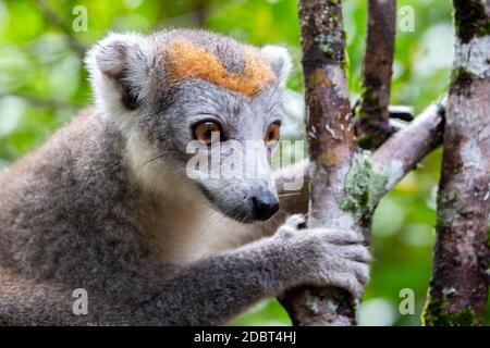 Der Kronenlemur auf einem Baum im Regenwald Madagaskars Stockfoto