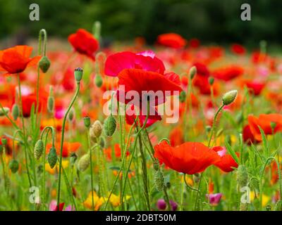 Rote und gelbe Mohnblumen, Knospen und Samenkapseln im Sommergarten Stockfoto