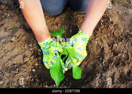 Frauenhände pflanzten eine junge Pfefferpflanze in den Boden. Pflanzen von Paprikasämlingen. Stockfoto