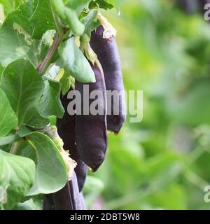 Lila Schnee Erbsen.Samenhülsen von Garten-Erbsen, Pisum sativum. Frische Erbsen in lila Hülse, die an Ästen im Garten hängen. Hintergrund der natürlichen Gartenarbeit. Unusua Stockfoto