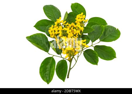 Geschlossene gelbe Blume von birmanischem Rosenholz oder Pterocarpus indicus Willd, Burma Padauk und grünes Blatt isoliert auf weißem Hintergrund. Gespeichert mit Clippi Stockfoto