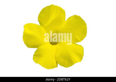 Nahaufnahme Allamanda gelbe Blume (Allamanda cathartica L., Goldene Trompete) isoliert auf weißem Hintergrund.gespeichert mit Clipping Pfad. Stockfoto