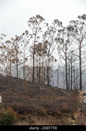 Welterbe Wälder von Madeira schrecklich durch Brände im Jahr 2016 zerstört. Einige Bäume haben einen enormen LebensWillen und haben diese Katastrophe überlebt. Stockfoto