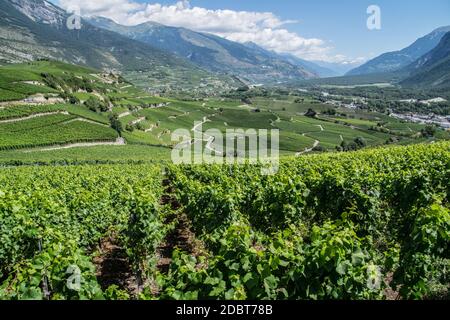 Salgesch, Wallis, Schweiz Stockfoto