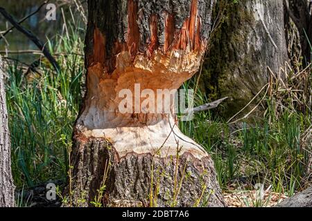 Markierungen afters Biberzähne auf einem Baumstamm in Feuchtgebieten. Horizontale Nahaufnahme Komposition auf einem Baum, der am Flussufer wächst und von Wildtieren mit gree gebissen wird Stockfoto