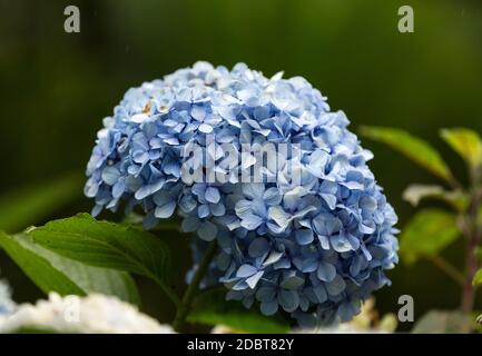 Hortensien Blumen, tropischer Botanischer Garten in Funchal, Madeira, Portugal Stockfoto