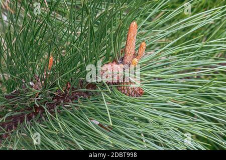 Gelb-Kiefer (Pinus Ponderosa). Bull-Kiefer, Blackjack Kiefer und Western Yellow Pine auch genannt Stockfoto