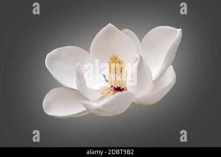 Südliche Magnolie (Magnolia grandiflora). Auch Evegrün Magnolia, Bull Bay, Bullbay agnolia, Laurel Magnolia und Loblly Magnolia genannt. Stockfoto