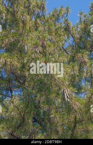 Bhutan Kiefer (Pinus wallichiana). Auch Blue Pine, Himalayan Pine und Himalayan White Pine genannt. Stockfoto