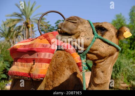 Marokko Marrakesch - Portrait Foto Dromedary - Kamelus dromedarius - Kamel Stockfoto