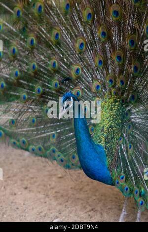 Ein schöner männlicher Pfau flaum einen bunten bunten Schwanz. Stockfoto