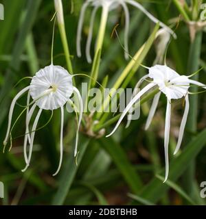 Eine peruanische Daffodil- oder Strandspinnenlilie, Hymenocallis littoralis, blühende Zierbauchpflanze Stockfoto