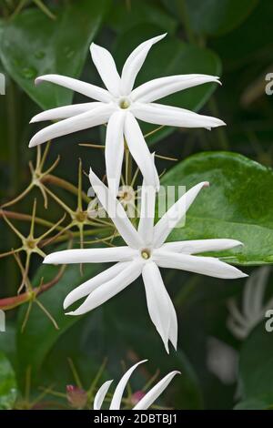 Verdrehter Jasmin (Jasminum tortuosum). Genannt afrikanischen Jasmin und Parfüm Jasmin auch Stockfoto