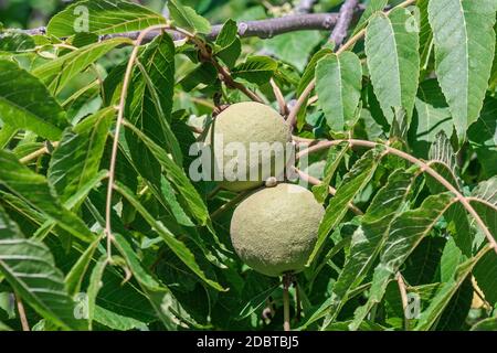 Eastern black walnut (Juglans nigra). Stockfoto