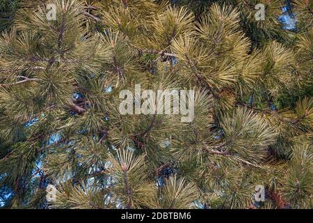 Gelb-Kiefer (Pinus Ponderosa). Bull-Kiefer, Blackjack Kiefer und Western Yellow Pine auch genannt Stockfoto