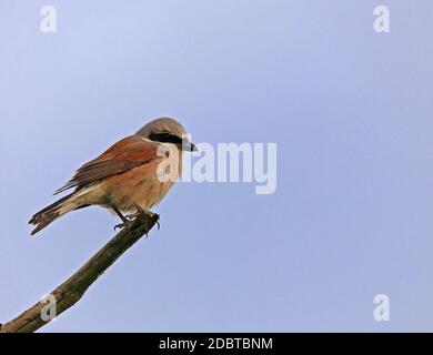 Männchen Nine Killer Lanius collurio auf seinem Sitz Stockfoto